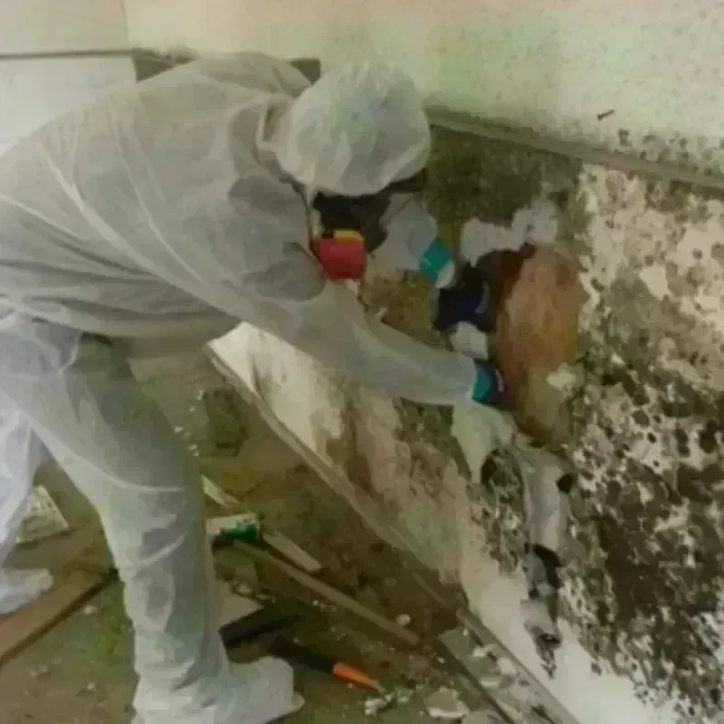 Mold Remediation and Removal in Maunabo, PR